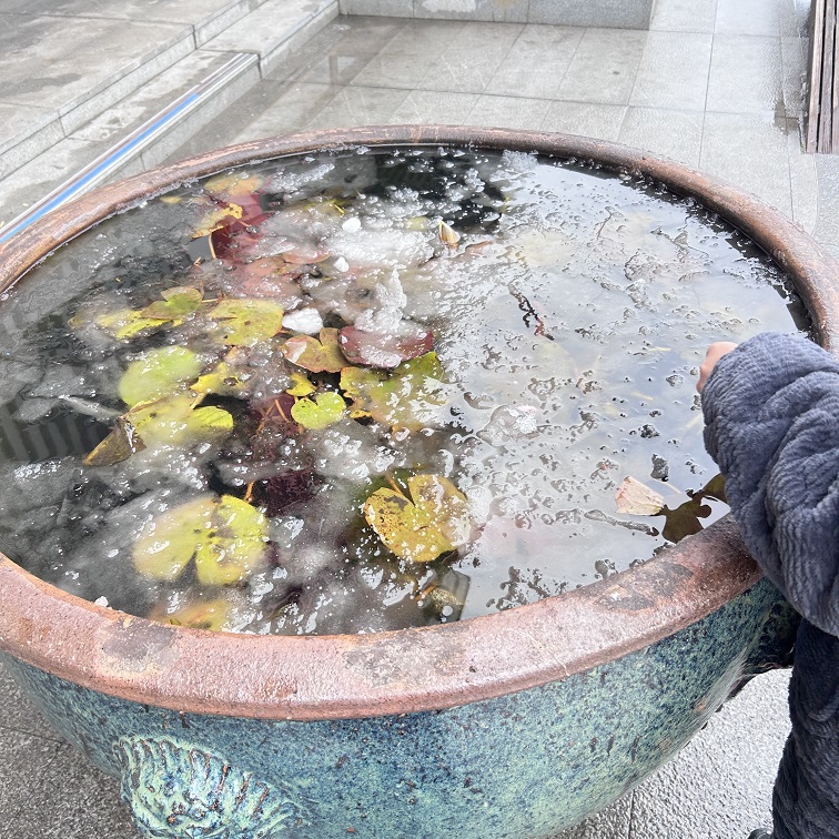 睡莲4.jpg